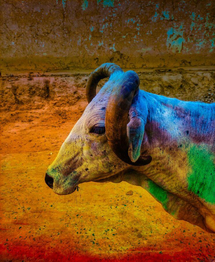 Organic Azo Pigments